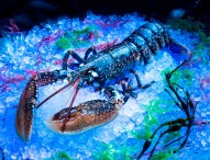 Belon At Banyan Tree Macau Presents Blue Lobster Menu