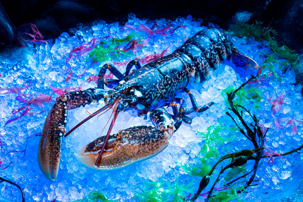 Belon At Banyan Tree Macau Presents Blue Lobster Menu